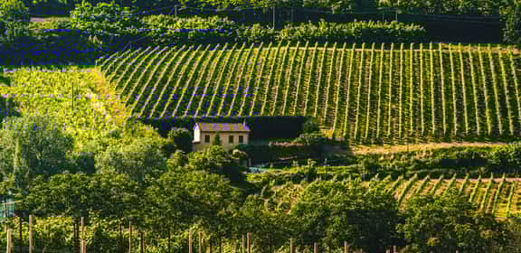 Casale immerso nei vigneti dell’Irpinia – paesaggio della denominazione Taurasi DOCG