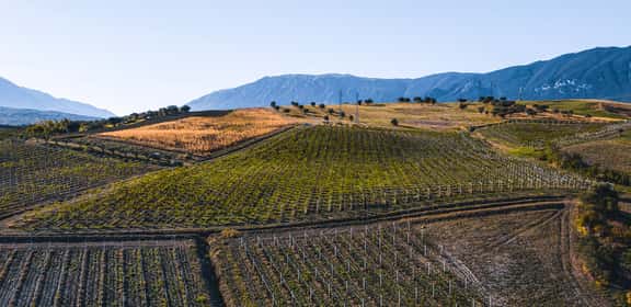 Vigneti di Pecorino sulle colline d’Abruzzo, paesaggio rurale italiano con filari e montagne sullo sfondo.