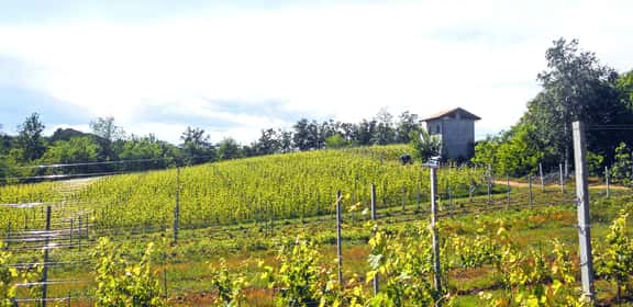 Vigneti delle Colline Novaresi, tra boschi e colline del Piemonte