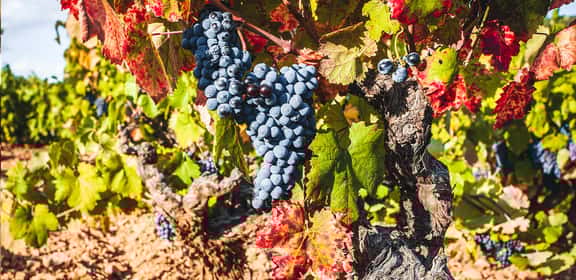 Uva Primitivo matura tra le foglie verdi e rosse, vigneto ad alberello in Puglia