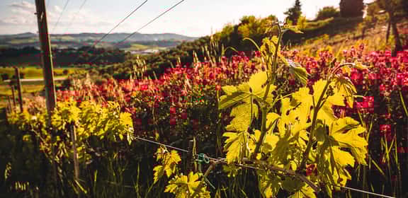 Tralcio di vite Montepulciano con foglie verdi al sole, vigneto italiano in estate.