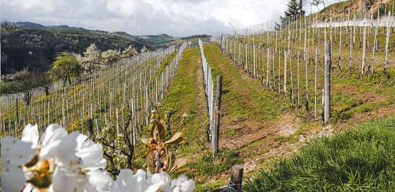 Vigneti del Dolcetto di Dogliani in primavera sulle colline cuneesi