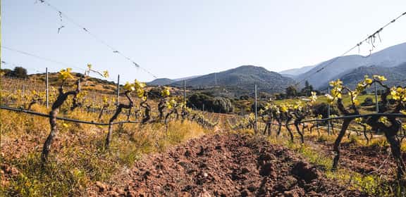 Vigneti di Cannonau sulle colline della Sardegna DOC