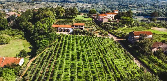 Vigneti ordinati sulle colline di Breganze DOC, in Veneto