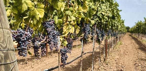 Grappoli di uva Nero di Troia maturi sui filari, vigneto pugliese pronto per la vendemmia.