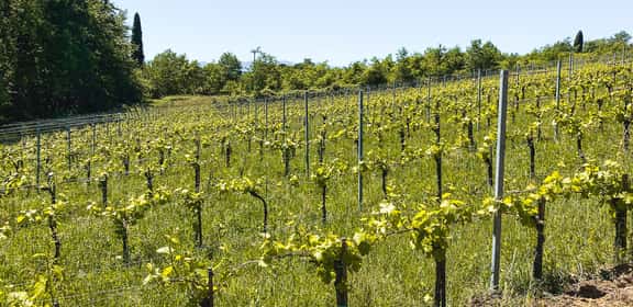 Vigneti della Val d’Arno di Sopra DOC in Toscana