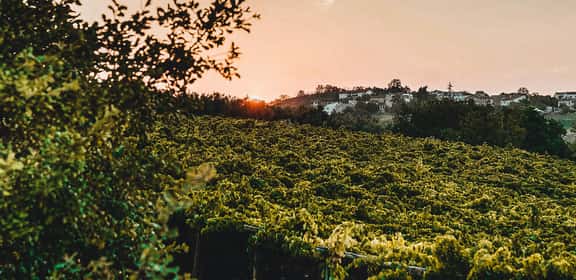Vigneti del Montepulciano d’Abruzzo al tramonto tra le colline abruzzesi