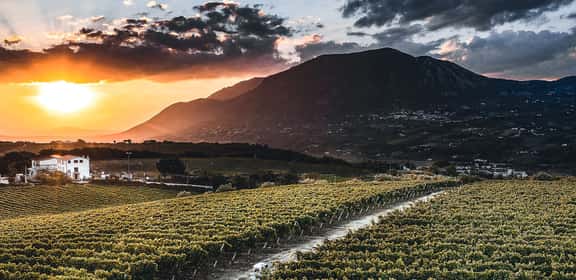 Vigneti di Aglianico al tramonto in Campania