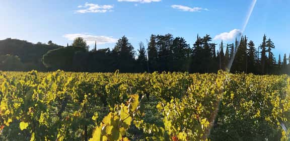 Vigneti del Minervois illuminati dal sole autunnale
