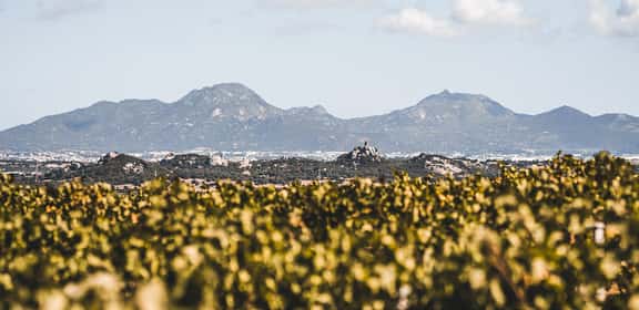 Vigneti di Vermentino di Gallura DOCG con vista sui graniti della Sardegna settentrionale