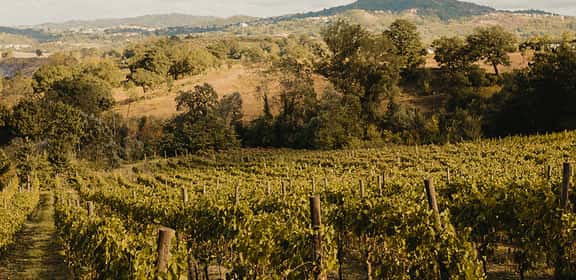 Vigneti ordinati dell’Irpinia DOC nel cuore della Campania