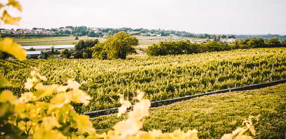 Vigneti della denominazione Garda DOC tra le colline del Nord Italia