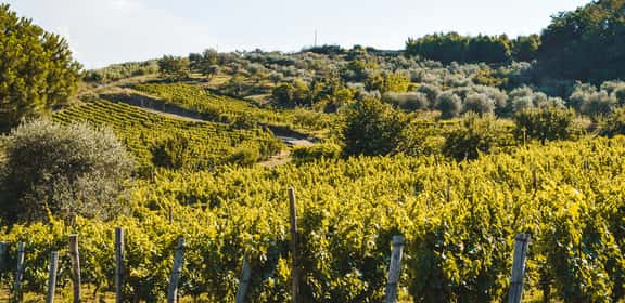 Una ricca frammentazione