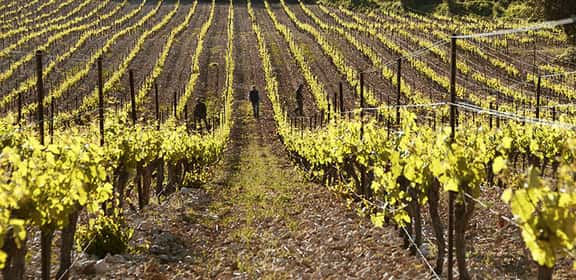 Lavorazione manuale nei vigneti della denominazione Languedoc