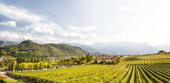 Panorama di vigneti ai piedi delle montagne italiane – territorio di origine delle principali varietà di uva