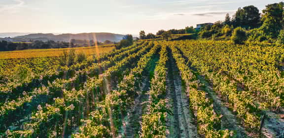 Filari di vigneto Gavi sulle colline piemontesi al tramonto