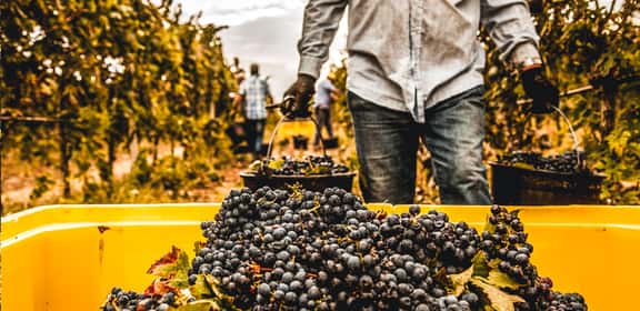 Il gusto autentico della Calabria