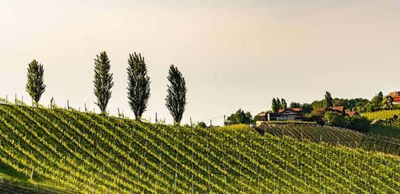Banner colline friulane e vigneti