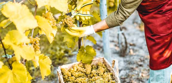 old winemaker picking yellow grapes Raccolta manuale di grappoli d’uva bianca in vigneto, vendemmia artigianale per produzione di vini in offerta.
