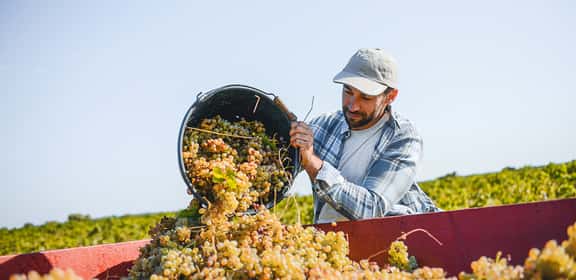 Sauvignon Blanc, la perla del vecchio mondo