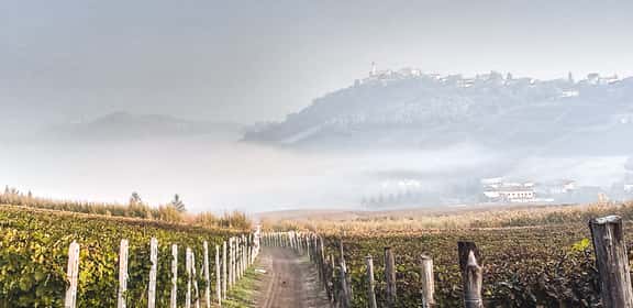 Filari di vigneti nel Monferrato DOC tra le colline piemontesi