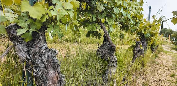 Vigne storiche dei Colli Tortonesi in Piemonte