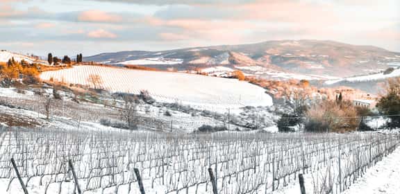Vigneto innevato in inverno – vini rossi corposi e avvolgenti per la stagione fredda
