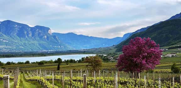 Vigneti del Lago di Caldaro DOC con vista sul lago altoatesino