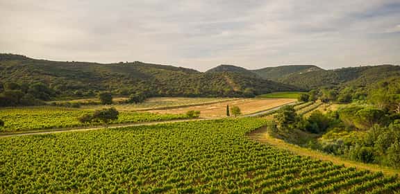 Vigneti di Chardonnay tra le colline francesi