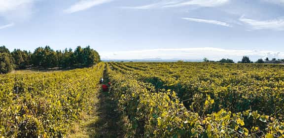 Vendemmia nei vigneti di Moscato d’Asti