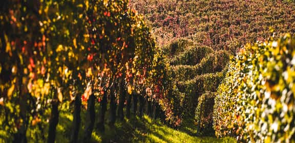 Grappoli di uva Negroamaro maturi sulla pianta, vigneto pugliese illuminato dal sole.