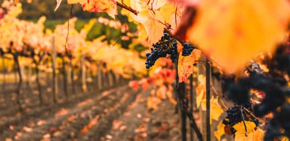 Red Grapes in Autumn Grappolo di uva Raboso tra le foglie autunnali, tipico vigneto veneto in fase di maturazione