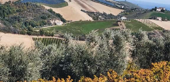 Montepulciano DOC in promozione!
