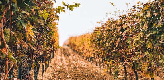 Un vino per ogni occasione oggi in promozione 5+1!