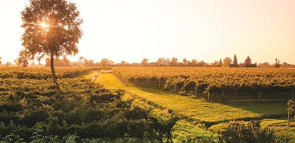 Vigneti della DOC Venezia al tramonto nella campagna veneta