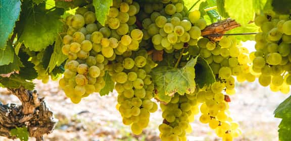 Grappolo di uva Glera matura, varietà utilizzata per la produzione del Prosecco DOC