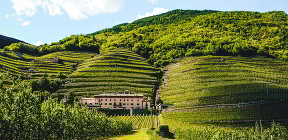 Vigneti nei ripidi vigneti terrazzati della Valtellina – viticoltura eroica alpina