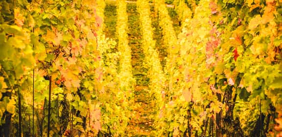 Asti terra di Moscato e non solo