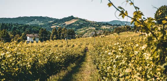 Vigneti dei Colli Bolognesi DOC con paesaggio collinare e casa rurale