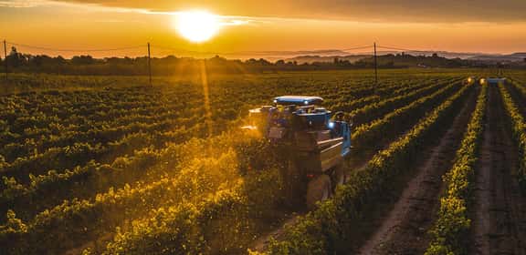 vineyard during sunset Vendemmia autunnale nei vigneti con macchina agricola tra i filari al tramonto