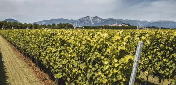 Una selezione di bollicine per te