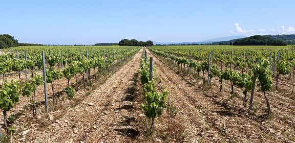 Filari di vigneti della Côtes du Rhône Villages sotto il sole estivo