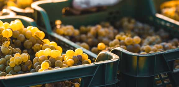 Grandi vini per grandi palati