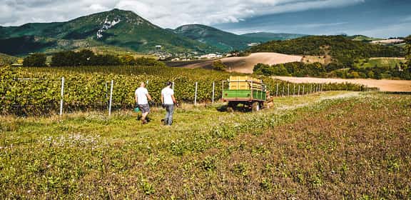 Vigneti di Verdicchio di Matelica DOC durante la vendemmia sulle colline marchigiane
