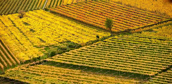 Vigneti autunnali dorati nella denominazione Lalande-de-Pomerol