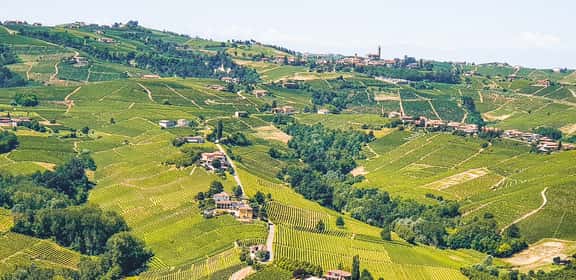 Vigneti piemontesi per la produzione di Dolcetto