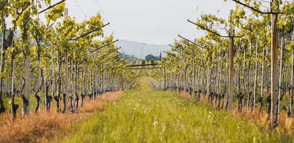 Semplice e beverino