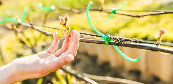 Primo piano di germoglio di vite curato a mano in un vigneto biologico, simbolo di agricoltura sostenibile.