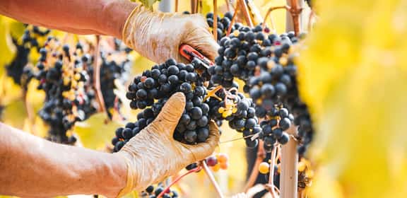 Da una giovane cantina di Cirò Marina