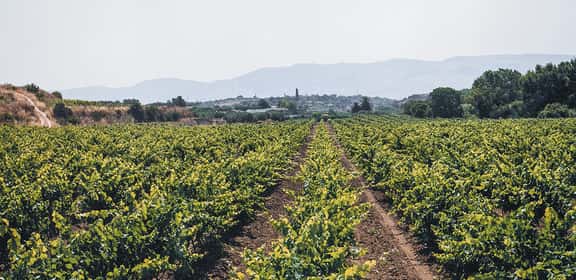 Vigneti nella piana di Vittoria in Sicilia, terra del Cerasuolo DOC